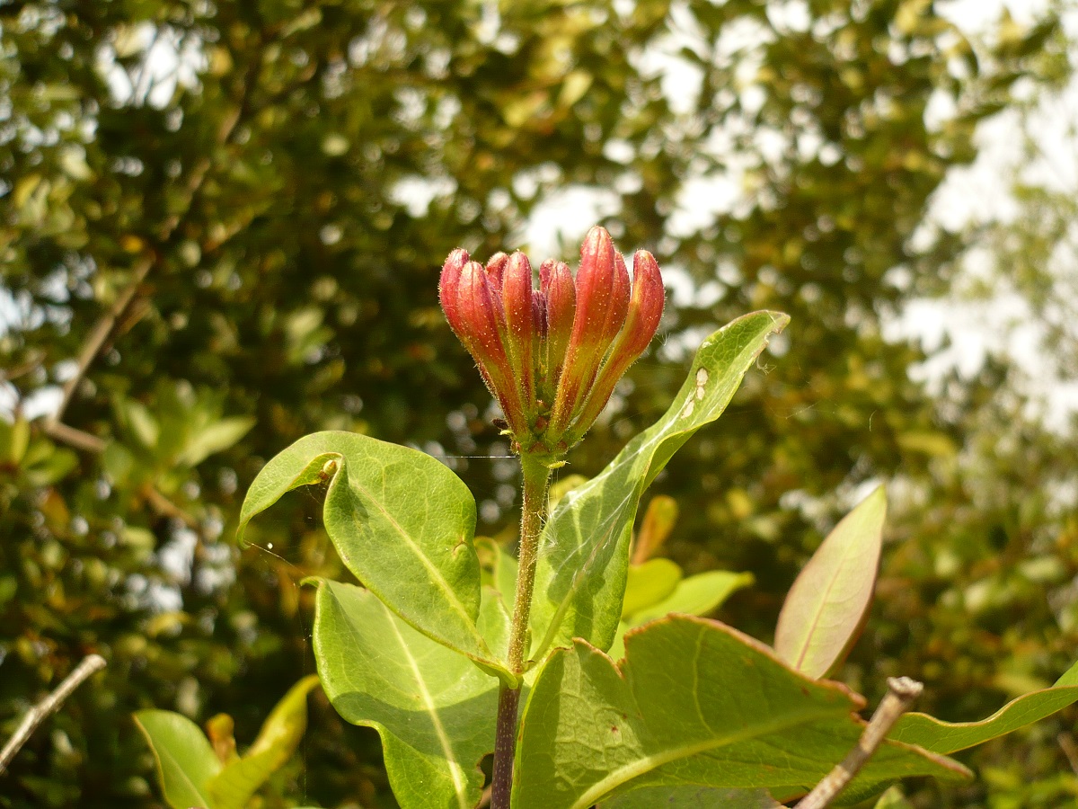 Lonicera periclymenum subsp. periclymenum (Caprifoliaceae)